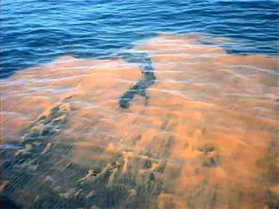 Red Tide in Florida