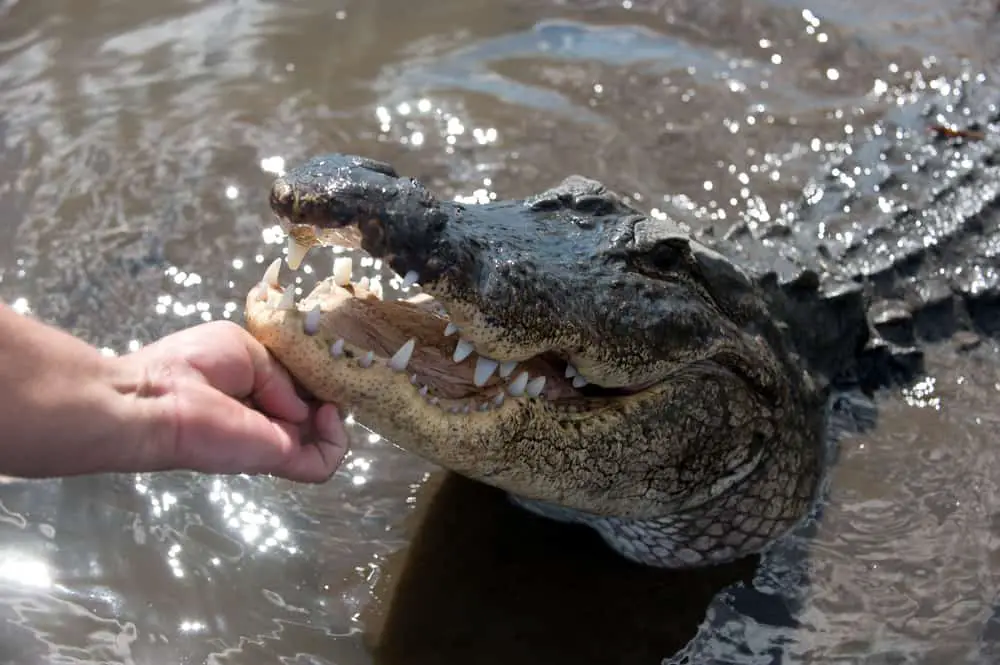 Gatorama Palmdale Florida Feeding Alligators