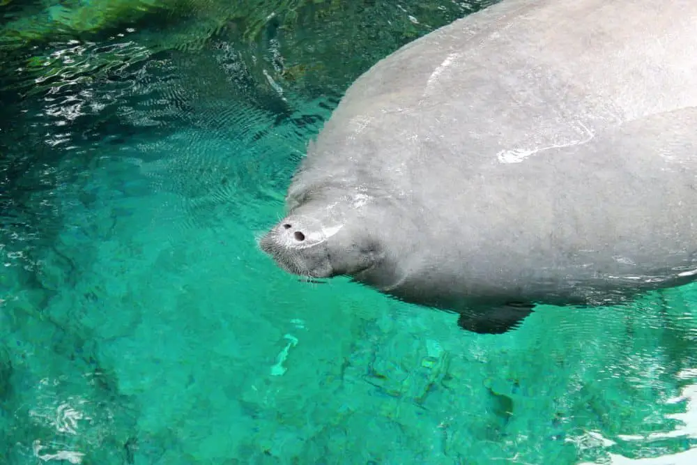 West Indian Manatee are rare animals in Florida