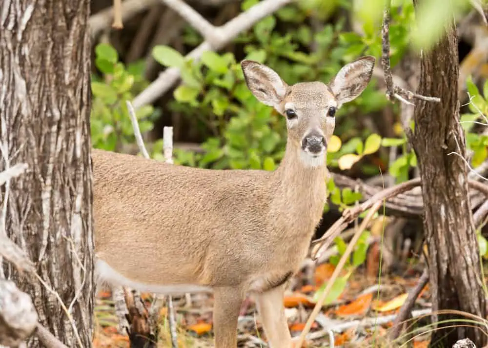 key deer are rare animals in Florida