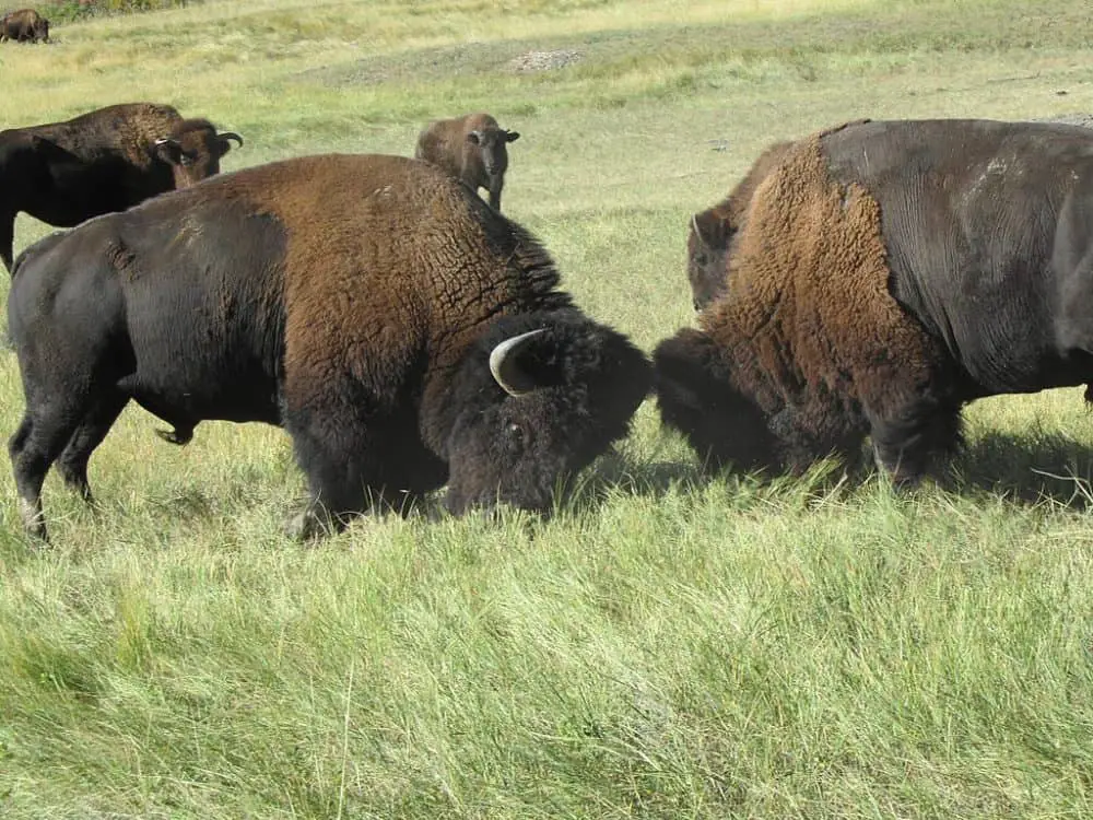 Bison in Florida males fighting