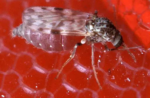 Ceratopogonidae in florida biting skin