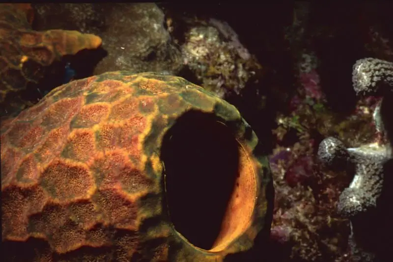 Giant Barrel Sponge Florida rare animals