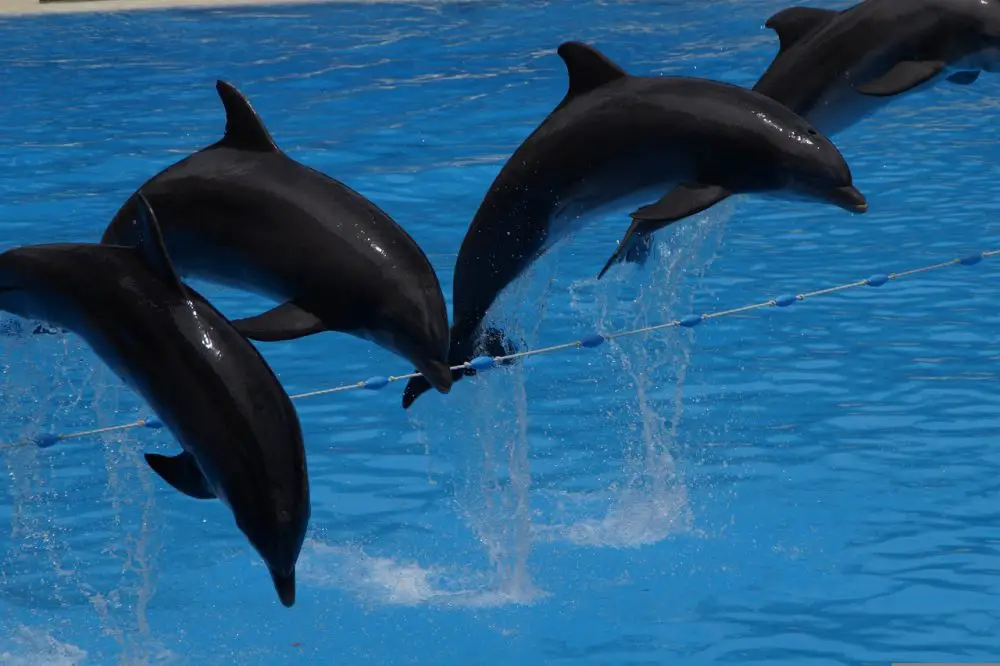 dolphin show aquariums in Florida