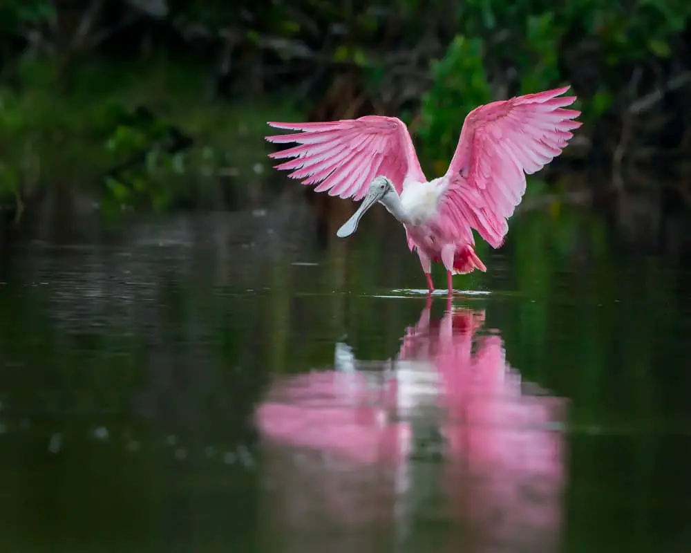 roseate spoonbills in florida flying over a lake