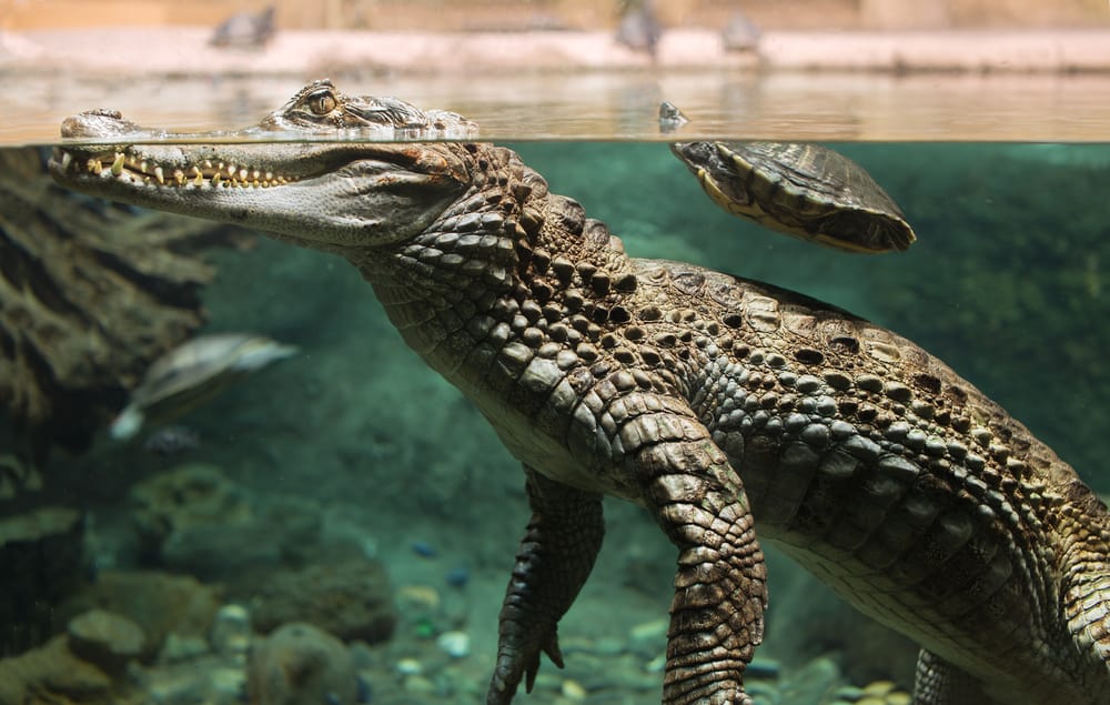 Will an Alligator Attack You Underwater?