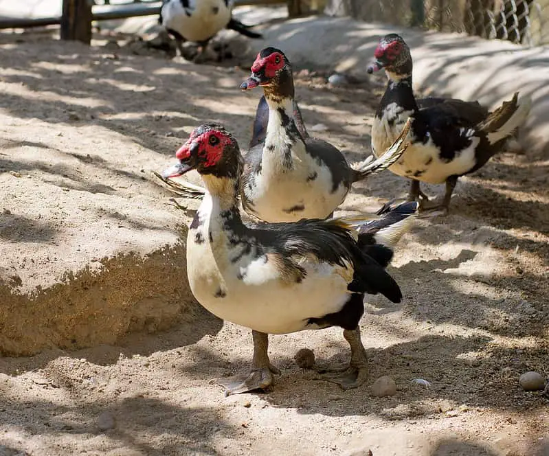 Are Muscovy Ducks Invasive in Florida