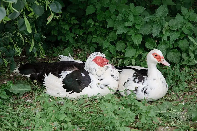 How Smart Are Muscovy Ducks