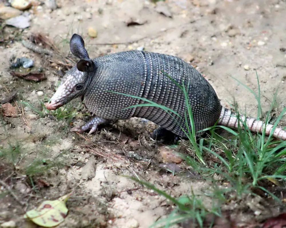 silver river state park armadillos