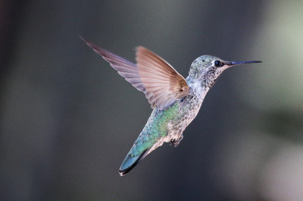 Attracts hummingbirds