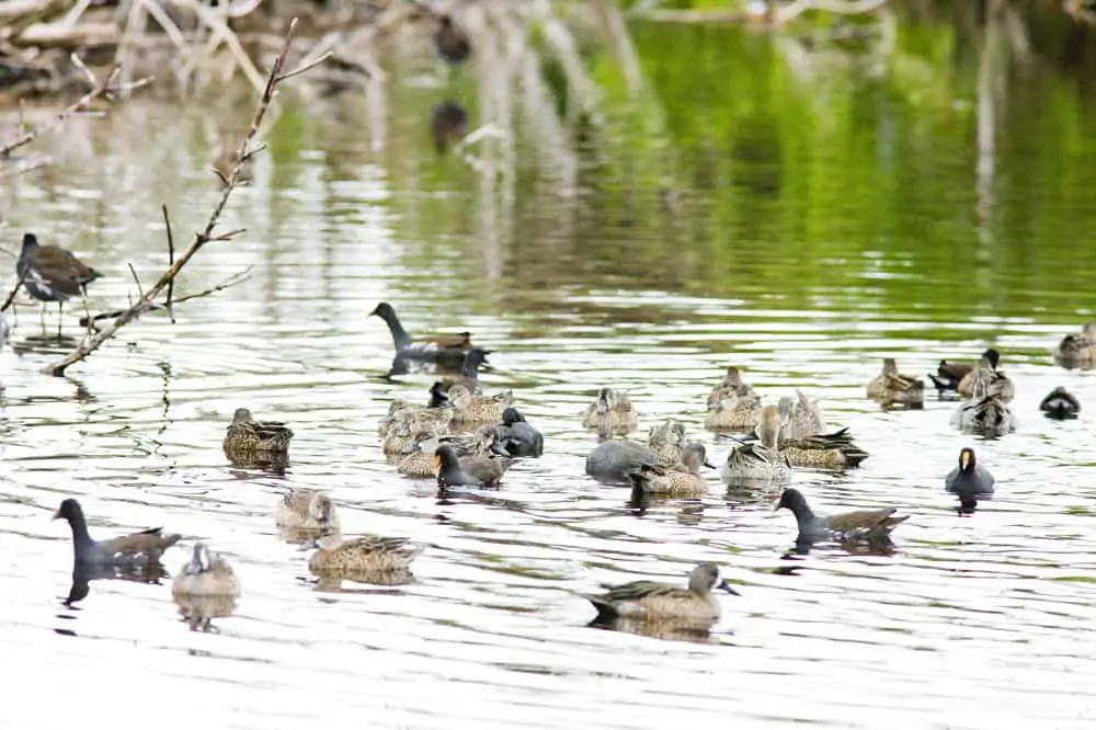 Do You Need a License to Hunt Ducks in Florida