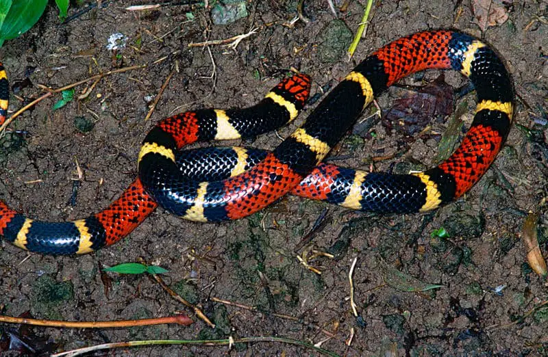 Rhyme for Coral Snakes