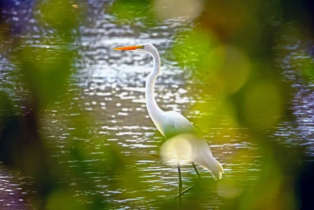 Kayaking in Tarpon Belly Keys Florida White Herons