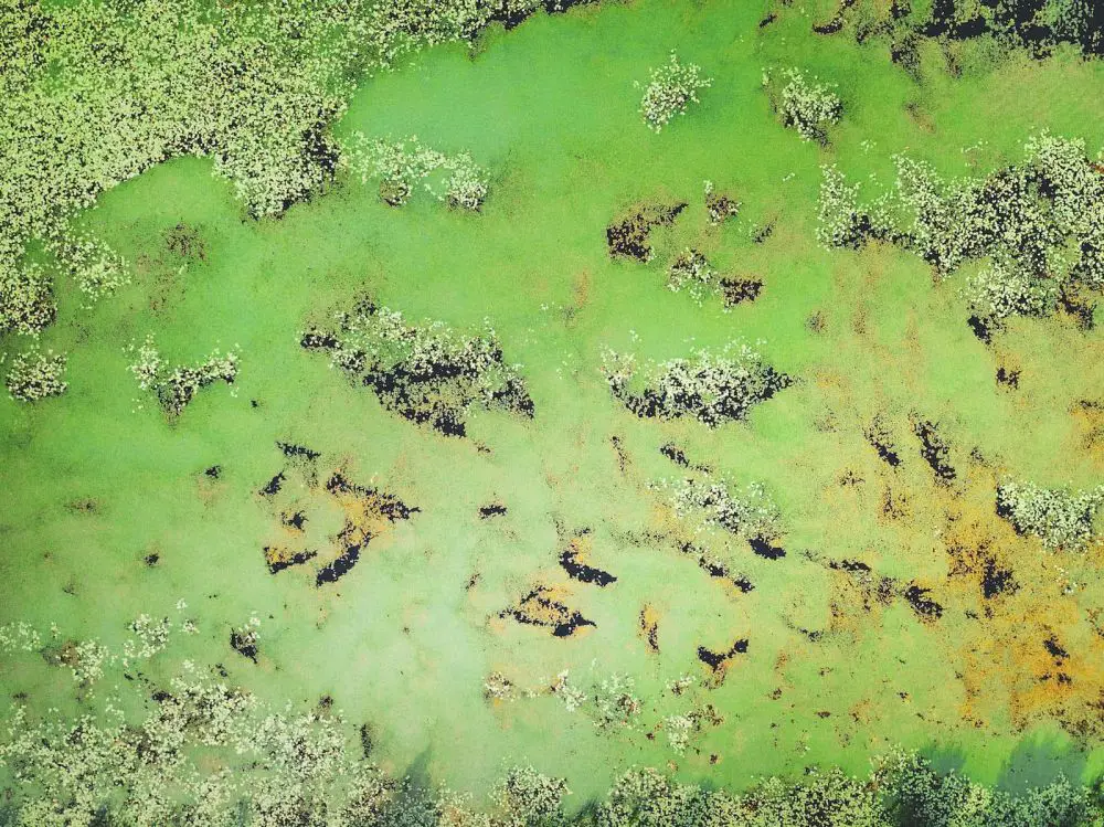 Bathtub Reef Beach Florida algae bloom