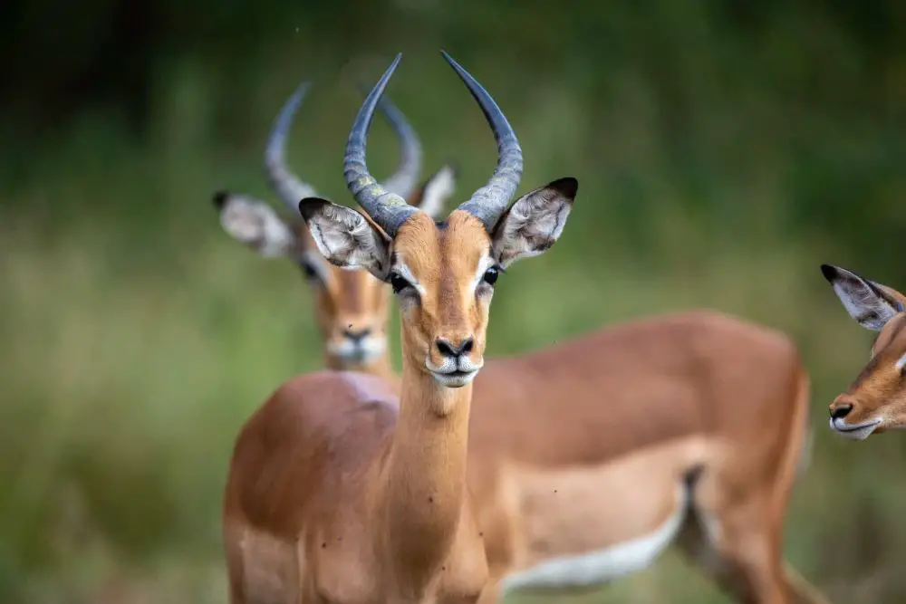 Wild Florida Drive antelope
