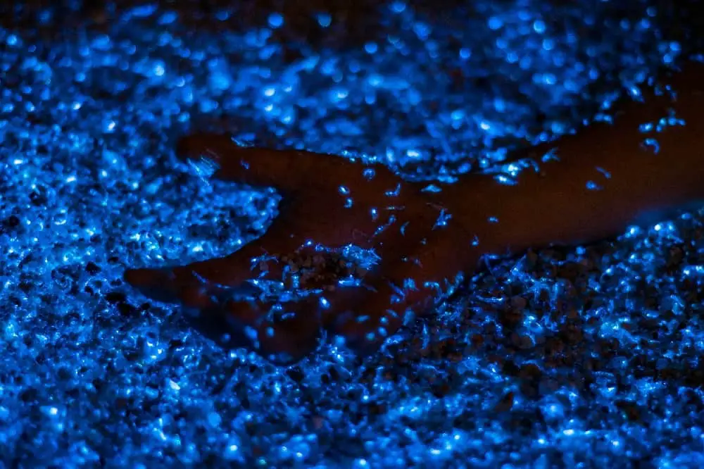 Does the Indian River Lagoon Have Bioluminescence
