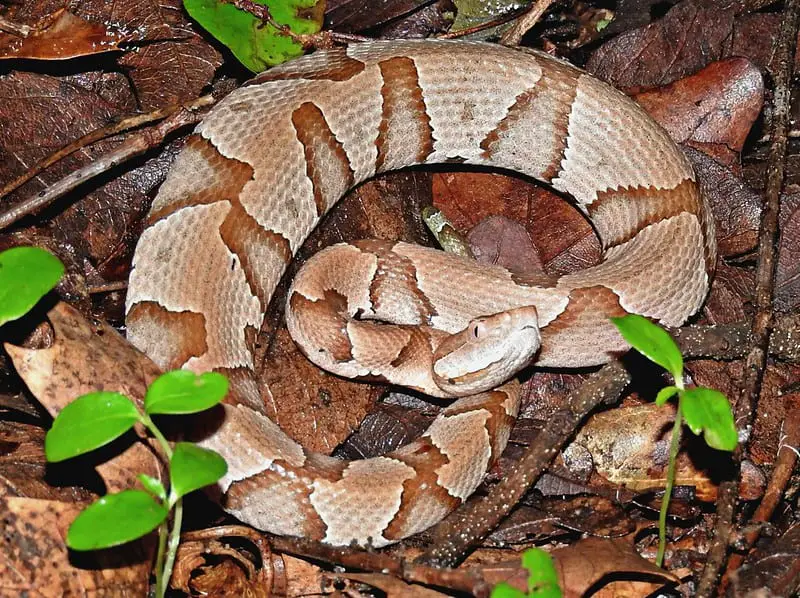 In Florida, how prevalent are copperheads