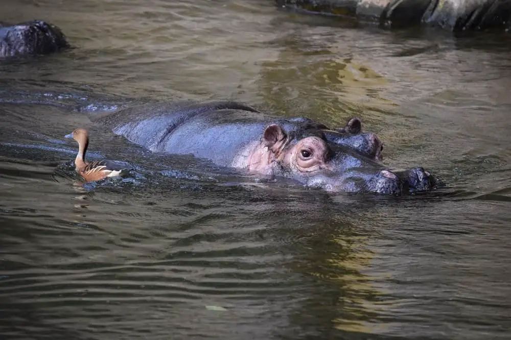 It is home to hippopotamus