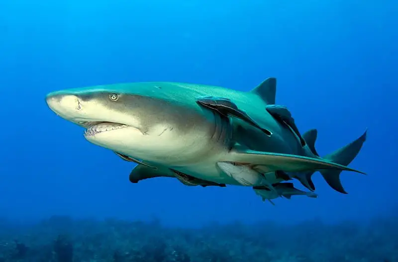 Lemon sharks