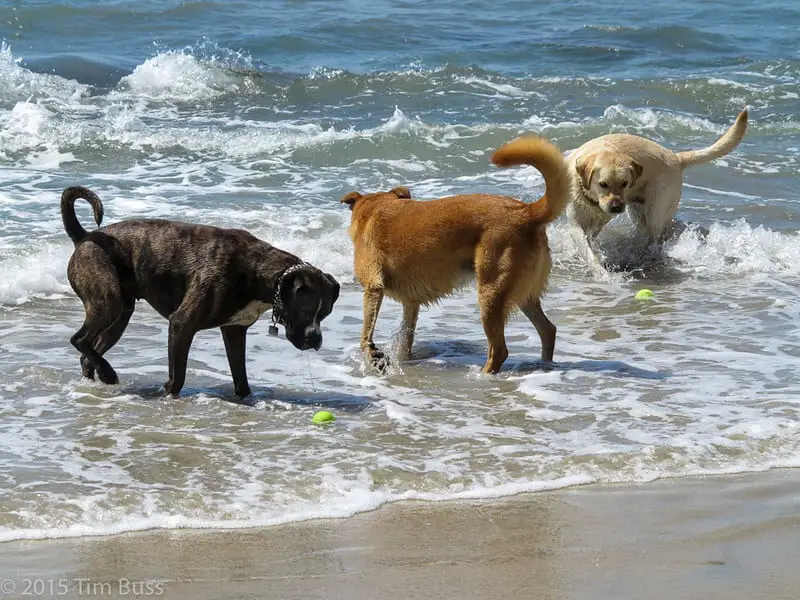 Off-leash dog beach
