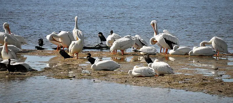 Other places to spot white pelicans
