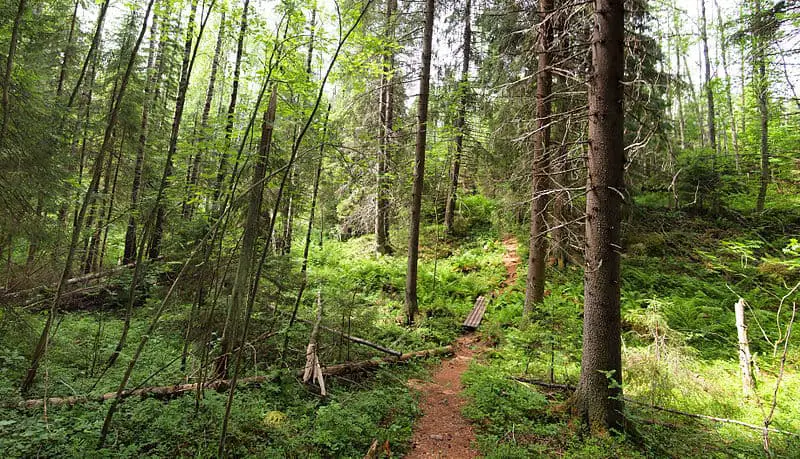Starkey Wilderness Nature Trail