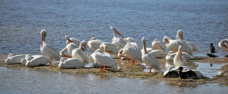 Where to see white pelicans, spectacular birds wintering in Florida