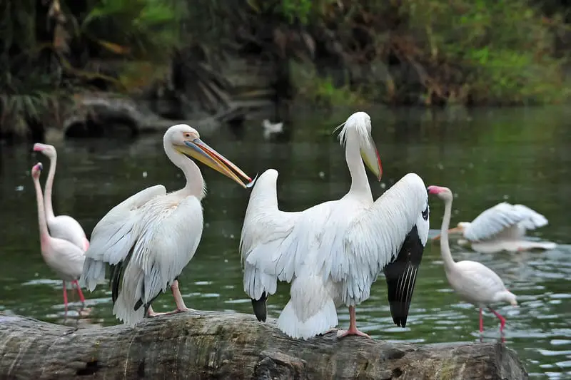 White pelicans near Punta Gorda