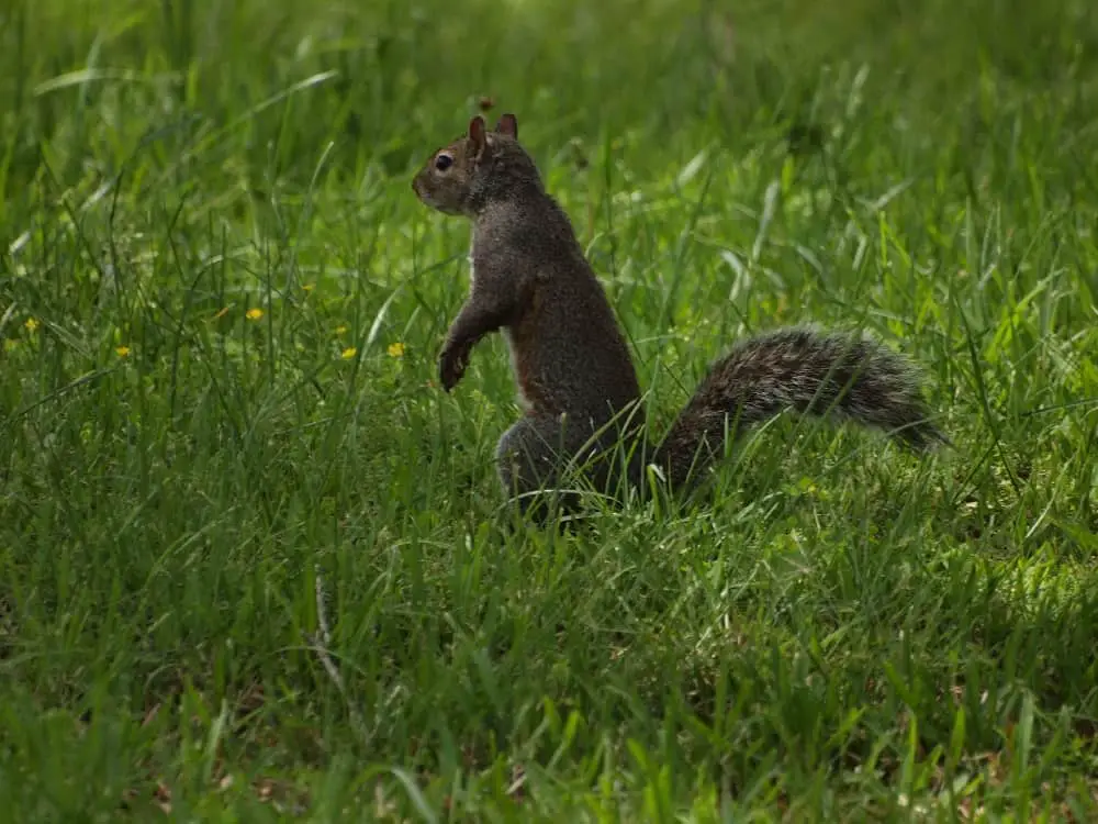gray squirrels in the park