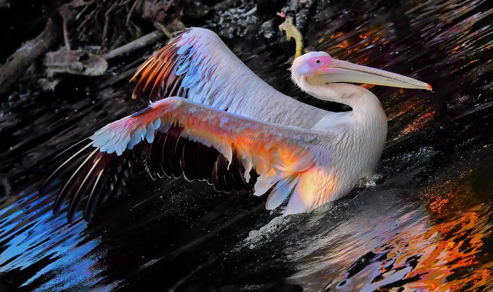 white pelican in Florida with pink wings
