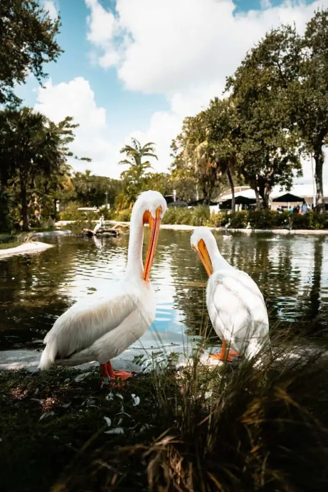 white pelicans in Florida lounging