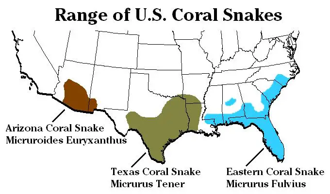 King Snake Coral Snake Rhyme in Florida