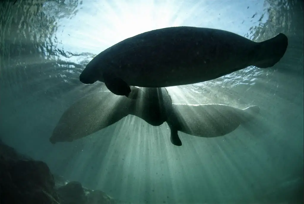 Where to See Manatees in Florida in June - underwater manatees
