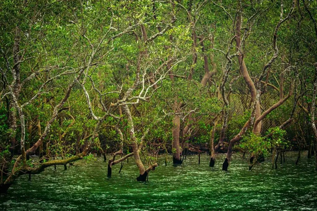 The Nest Robinson Preserve Florida - mangrove forests 