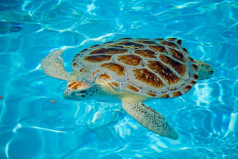 Facts About Loggerhead Sea Turtles in Florida