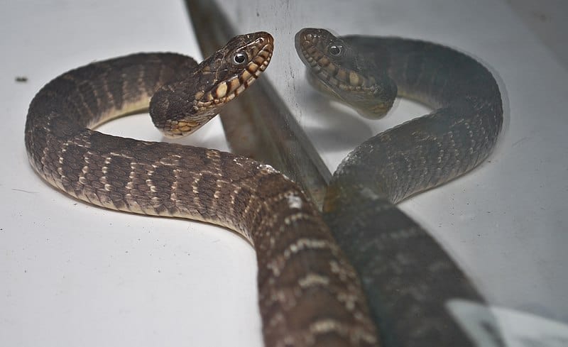 North Florida Venomous Snakes