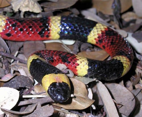 North Florida Snakes - Coral Snake