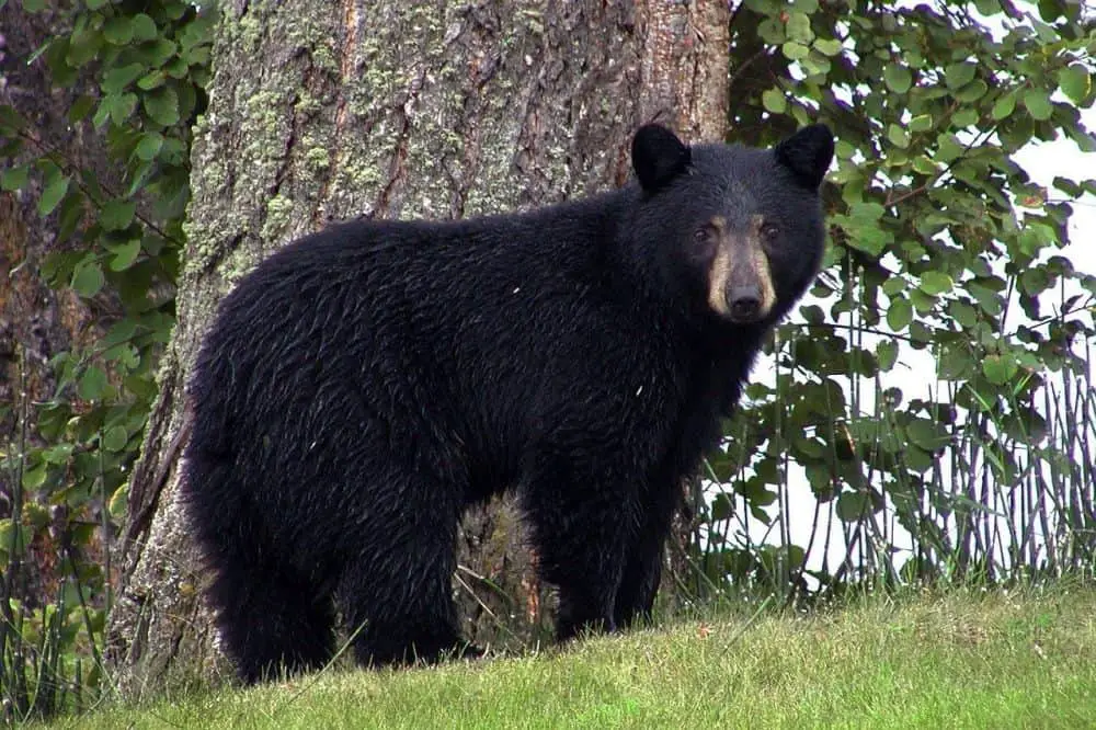 Are-there-bear-in-florida