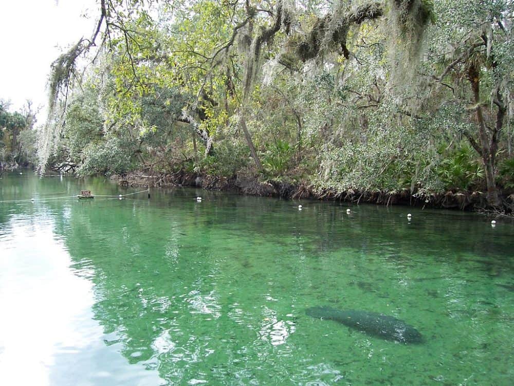 manatee in natural springs in Florida
