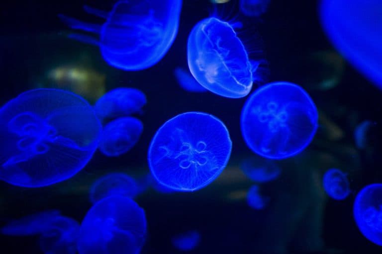 Bioluminescence Florida When Can You View This Amazing Wonder