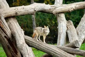 coyotes in florida forests