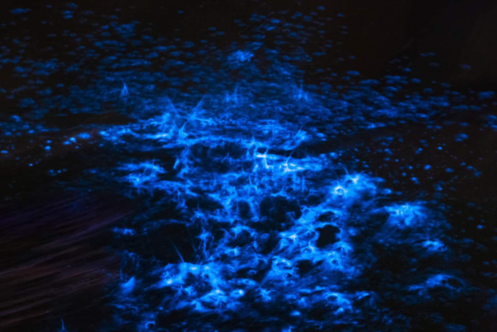 Bioluminescence Florida When Can You View This Amazing Wonder
