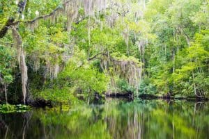 nature Florida facts