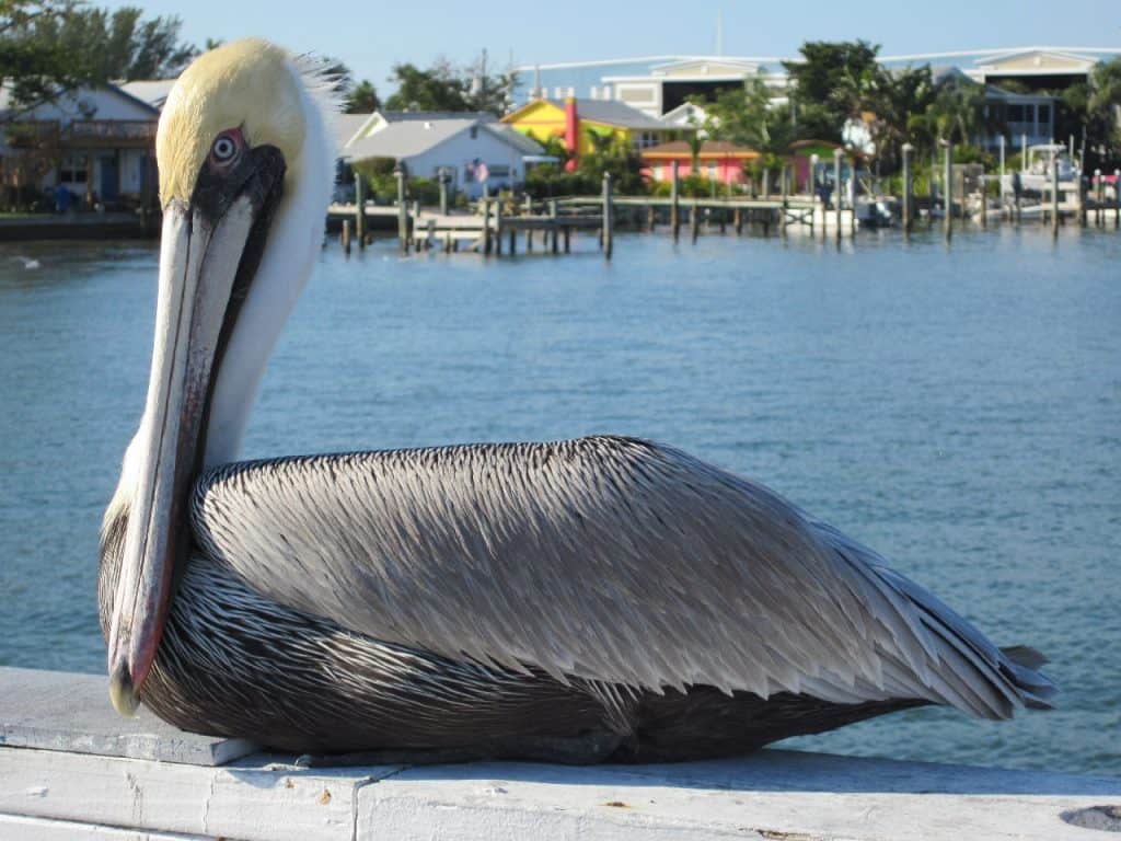 Amazing Places to Go in Florida - Amelia Island