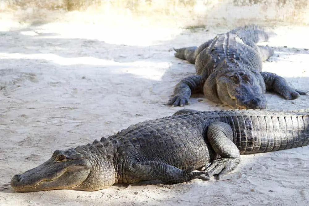 saltwater crocodiles florida