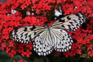 Butterfly World South Florida