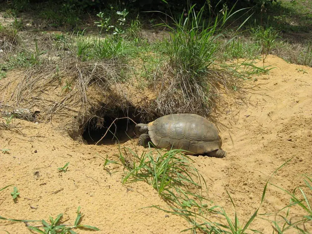 Gopher_tortoise rare animals in Florida