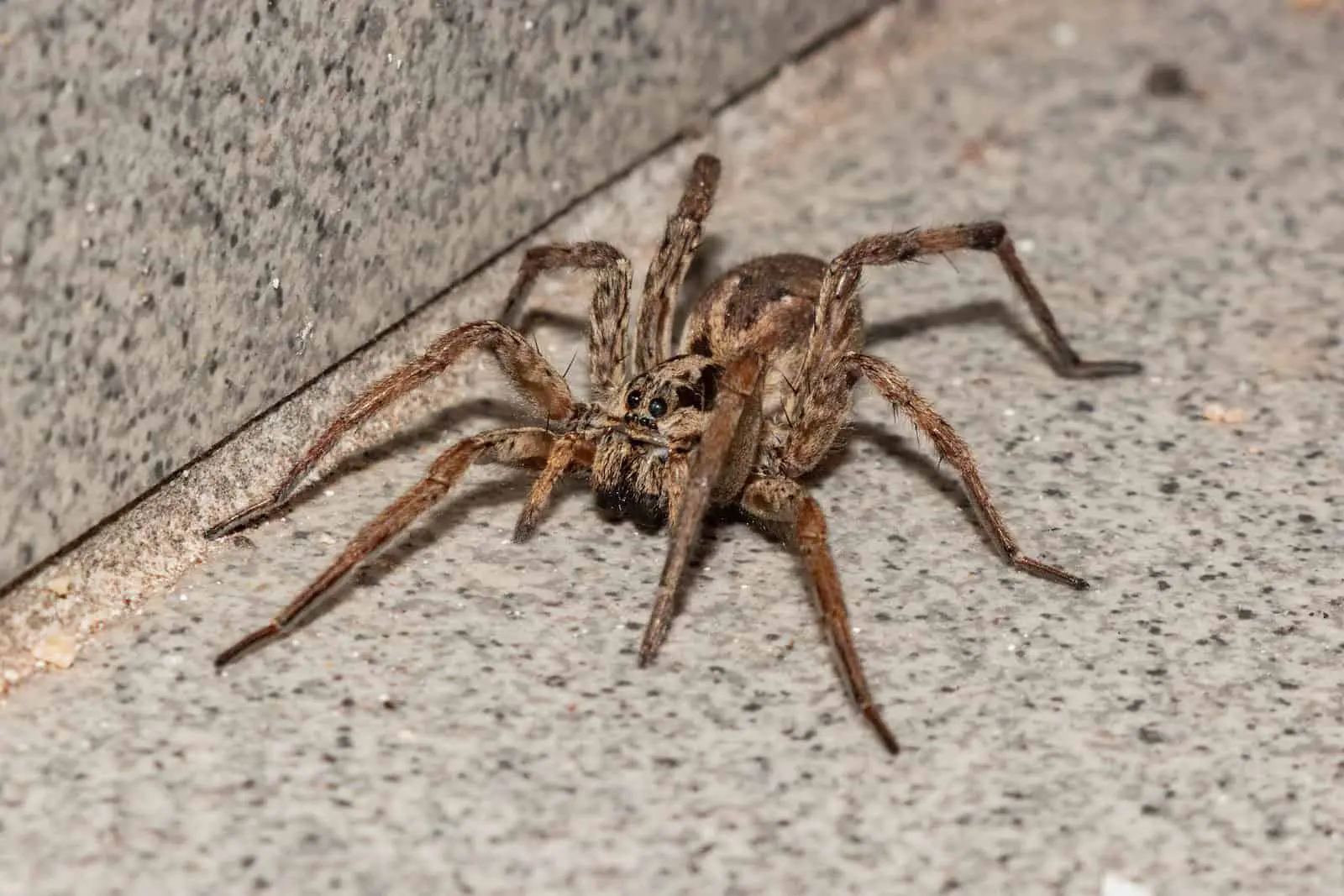Wolf Spiders in Florida