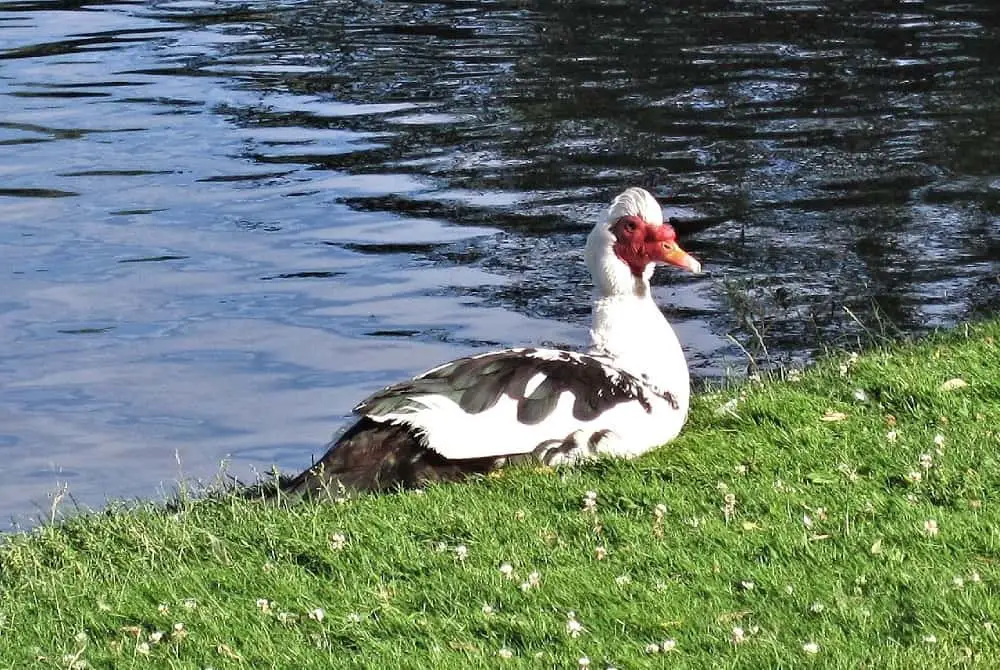 Muscovy Ducks in Florida