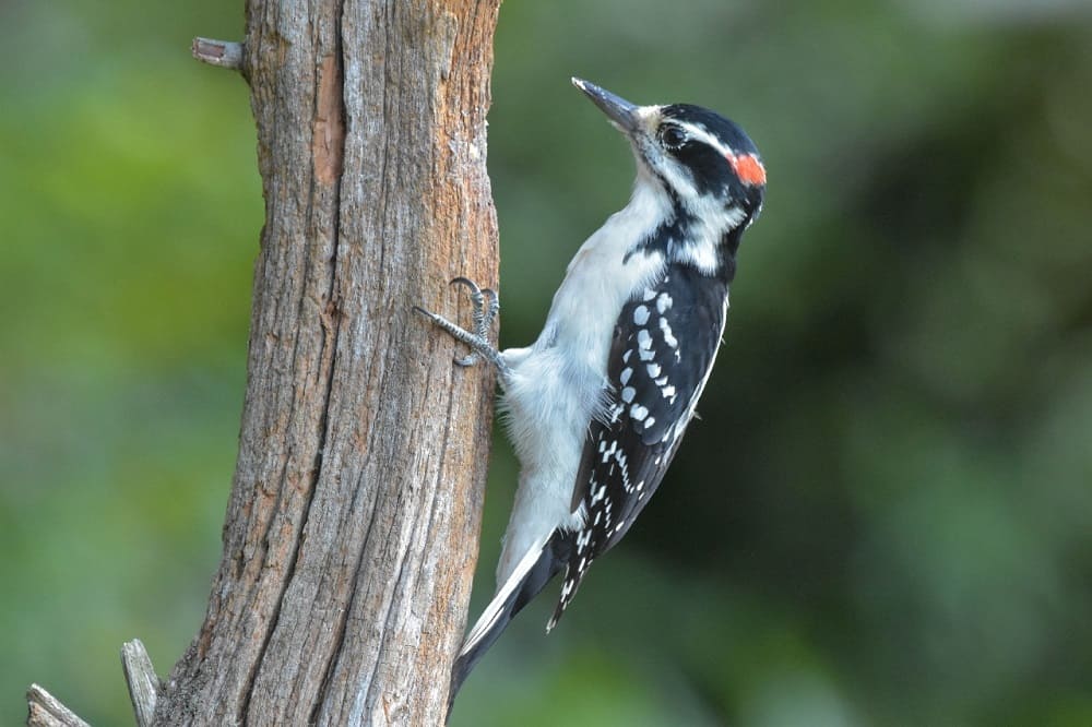 Woodpeckers In Florida